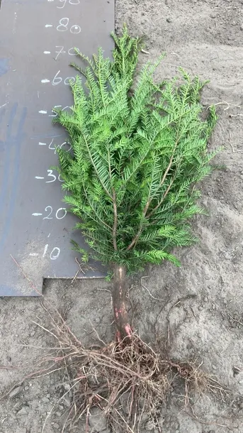 Cis pospolity Sadzonka z gołym korzeniem 60-80 cm do ogrodu Szkółkowane