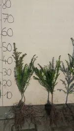 cis-pospolity-30-50-cm-taxus-bacata