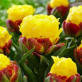 tulipan-lodowy-banana-ice-cream-zolto-bordowy-cebule-tulipanow-5szt