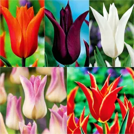 tulipan-lilioksztaltny-mix-5-szt-tulipany-cebulki-5-sztuk