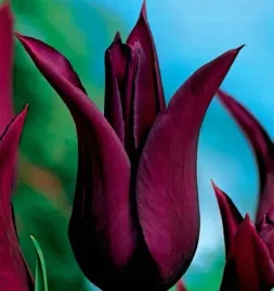 tulipan-lilioksztaltny-burgundy-bordowy-5-szt-tulipany-cebulki-cebule