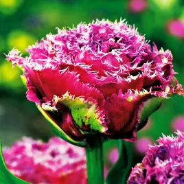 tulipan-strzepiasty-fioletowy-mascotte-5szt-tulipany-cebulki-zestaw-cebule