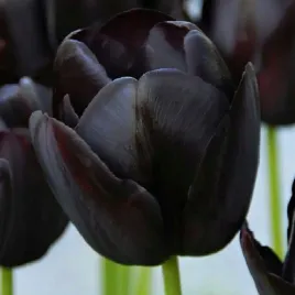 tulipan-czarny-black-5-szt-tulipany-cebulki-kwiatowe-cebule