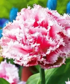 tulipan-strzepiasty-lion-king-bialo-rozowy-5-szt-tulipany-cebulki-cebule