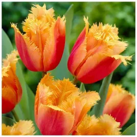 tulipan-strzepiasty-pomaranczowy-lambada-5-szt-tulipany-cebulki-cebule