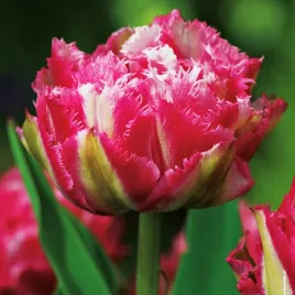 tulipan-crispion-sweet-rozowy-strzepiasty-pachnacy-zestaw-5-szt-cebulki