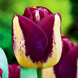 tulipan-dla-kolekcjonera-boston-kremowo-bordowy-5-szt-tulipany-cebulki