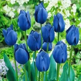 tulipan-blue-niebieski-5-szt-tulipany-cebulki-kwiatowe-cebule