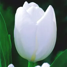 tulipan-bialy-darwina-hakuun-5-szt-tulipany-cebulki