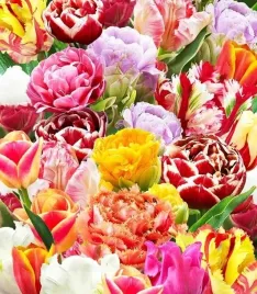 tulipan-strzepiasty-mix-kolorow-25-ceb-xxl-zestaw-cebule-cebulki-cebule