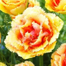 tulipan-strzepiasty-vaya-con-dios-pomaranczowy-5szt-tulipany-cebulki-cebule