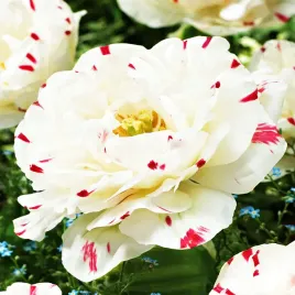 tulipan-pelny-dance-line-bialo-rozowy-5-szt-tulipany-cebulki