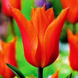 tulipan-lilioksztaltny-ballerina-czerwony-5-szt-tulipany-cebulki-cebule