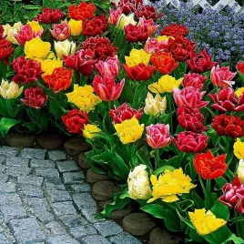 tulipan-niski-mix-kolorow-odmian-10-szt-tulipany-cebulki-tulipanow-cebule