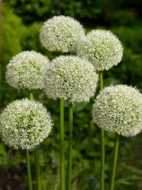 allium-white-giant-czosnek-ozdobny-cebula-xxxl-1-sztuka