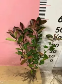 glogownik-red-robin-fraseri-photina-sadzonki-40-70-cm