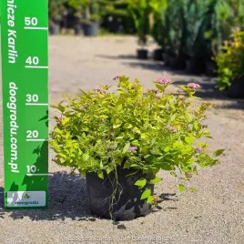 tawula-japonska-golden-princess-c2-xl-kompaktowa-zlote-liscie-rozowe-kwiaty