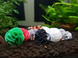 baby-shrimp-shelters-czerwony-20-szt