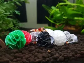 baby-shrimp-shelters-bialy-20-szt