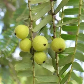 everest-ayurveda-napoj-amalaki-bomba-naturalnej-witaminy-c-z-amli-superfood