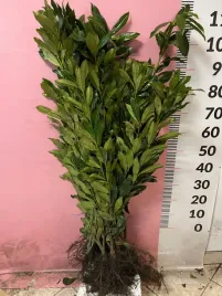 laurowisnia-caucasica-70-100-cm-najbardziej-mrozoodporna-sadzonka