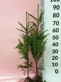 swierk-pospolity-sadzonki-50-80-cm-szkolkowany