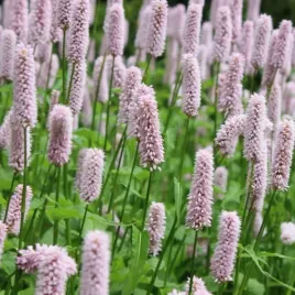 rdest-wezownik-sadzonki-04l-nad-oczko-wodne-miododajny