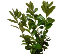 laurowisnia-novita-30-50-cm-ladne-kilkupedowe-sadzonki-pierwszy-gatunek