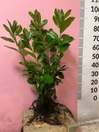 laurowisnia-novita-60-80-cm-ladne-kilkupedowe-sadzonki-pierwszy-gatunek