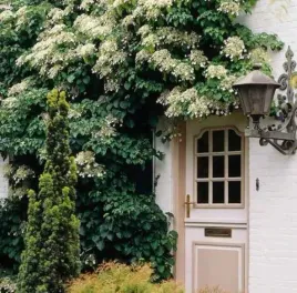 hortensja-pnaca-biale-kwiaty-duze-sadzonki-05l-p9