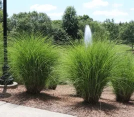 miskant-chinski-gracillimus-w-doniczce-p9-trawa-ozdobna-szybkorosnaca