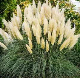 duza-trawa-pampasowa-biala-kremowa-w-doniczce-p11-piekne-pioropusze