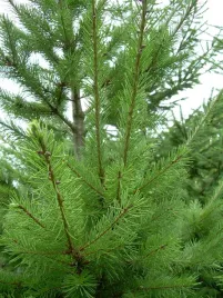 daglezja-zielona-sadzonki-dauglas-80-120-cm-szkolkowane