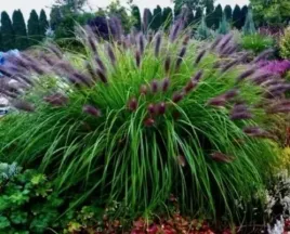 trawa-rozplenica-japonska-black-beauty-ozdobna-sadzonki-w-doniczce-p9