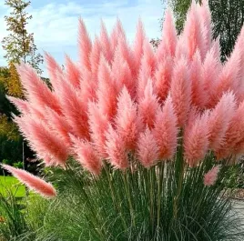 rozowa-trawa-pampasowa-sadzonki-w-donicy-p11-cortaderia-trawa-ozdobna