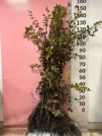 grab-pospolity-sadzonki-100-150-cm-szkolkowany-rozkrzewiony-na-zywoplot