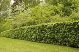 buk-pospolity-100-150-cm-szkolkowany-na-zywoplot