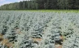 swierk-srebrny-sadzonki-3-latek-cm-szkolkowany