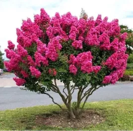 lagerstroemia-indyjska-rozowa-petite-pink-sadzonki-1l-p12