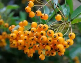 najpiekniejsza-odmiana-zolty-ognik-soleil-d-or