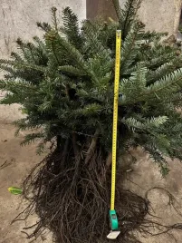 jodla-kaukaska-sadzonki-szkolkowana-5-letnia-do-55-cm-pakiet-25-szt