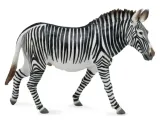 zebra-grevy-s-collecta