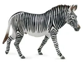 zebra-grevy-s-collecta