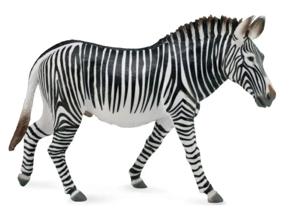zebra-grevy-s-collecta