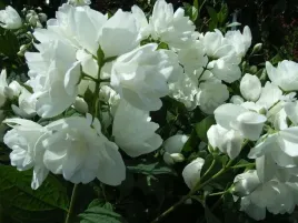jasminowiec-snowbelle-piekne-pachnacy-kwiaty