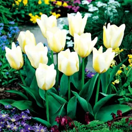 tulipan-niski-white-purissima-bialy-5szt-tulipany-cebulki-tulipanow-cebule