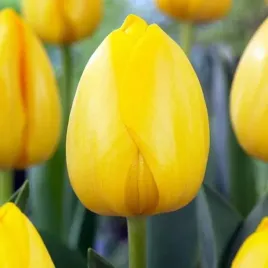 tulipan-darwina-novi-sun-zolty-5-szt-tulipany-cebulki-na-bukiety-ogrodu