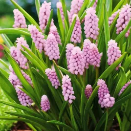 szafirek-pink-sunrise-1-szt-szafirki-cebulki-kwiatowe-rozowy