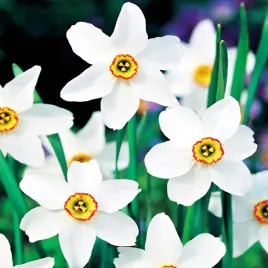 narcyz-pachnacy-recurvus-bialy-pachnacy-5-szt-cebulki-ceb-xxl