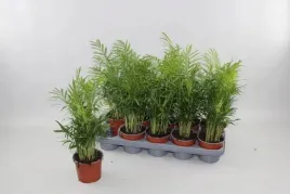 palma-koralowa-chamaedorea-elegans-12o-35cm-chamedora